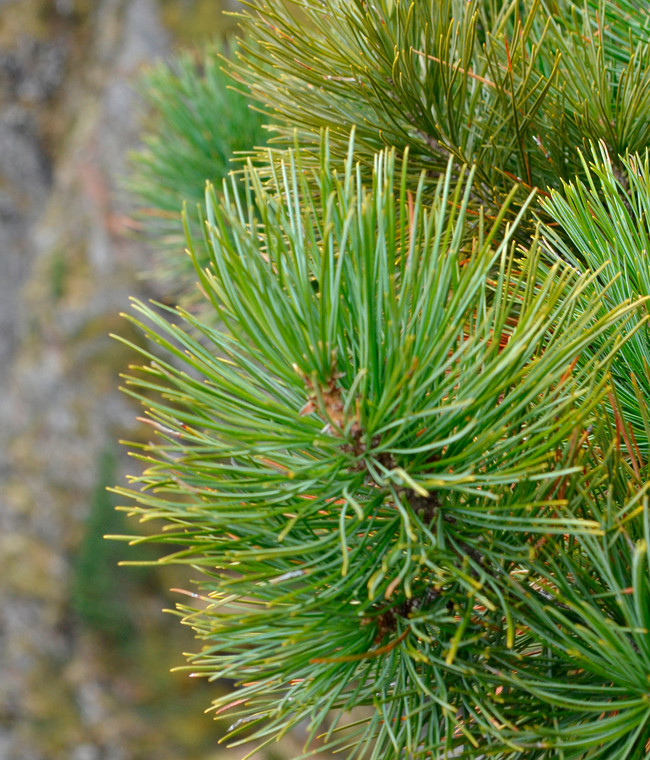 Der Obergurgler Zirbenwald: Natur, die Wirkung zeigt