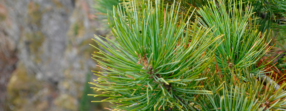 Der Obergurgler Zirbenwald: Natur, die Wirkung zeigt