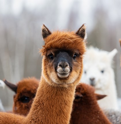 LAMASTE!<br/>HIKING WITH ALPACAS