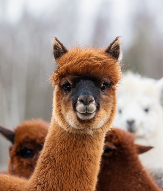 LAMASTE!<br/>HIKING WITH ALPACAS