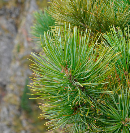 The Healing Power of Nature 