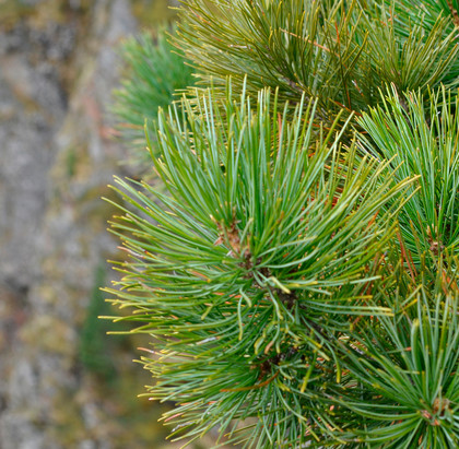 The Healing Power of Nature 