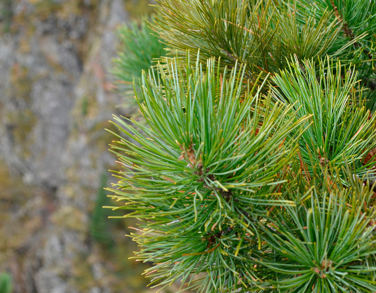 The Healing Power of Nature 