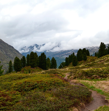 Nicht verpassen: Sport im Obergurgler Zirbenwald