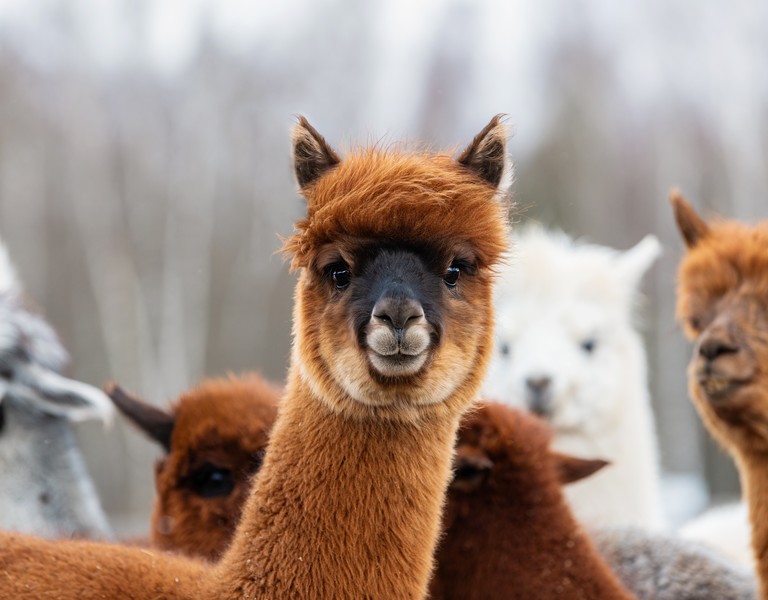 LAMASTE!<br/>HIKING WITH ALPACAS