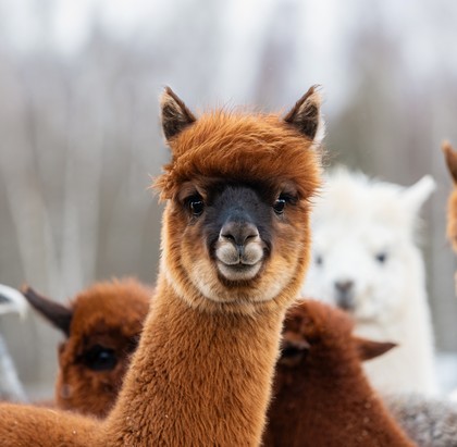 LAMASTE!<br/>HIKING WITH ALPACAS